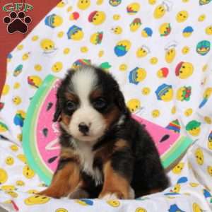 Flynn, Mini Bernedoodle Puppy